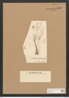 Berkeleya flagellifera (Kuetz). Grun. (de-Toni-Nr.: Genus 21, Species 1228) Zeichnungen Sammlung Grunow Nr. 2368 (NHMW-BOT-W0369502)